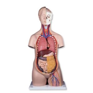 Πρόπλασμα Εκπαιδευτικό Κορμού Β09